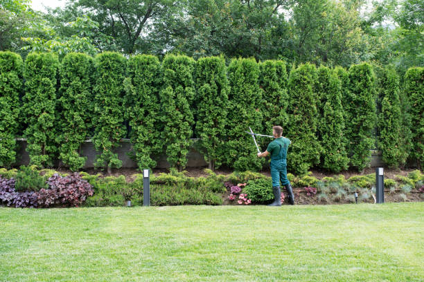 Best Lawn Grading and Leveling  in Fairmead, CA
