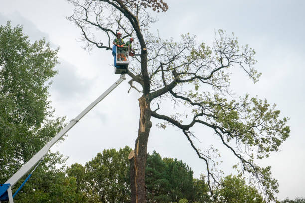 Best Palm Tree Trimming  in Fairmead, CA