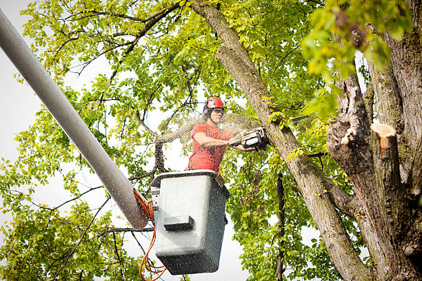 Best Commercial Tree Services  in Fairmead, CA